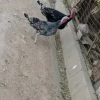 بوقلمون محلی|حیوانات مزرعه|زرقان, |دیوار