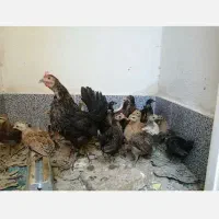 مرغ خروس محلی اصیل|حیوانات مزرعه|چترود, |دیوار