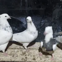 طوقی|پرنده|بن, |دیوار