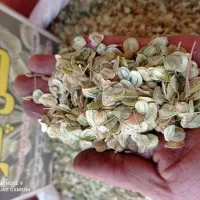 گلپر سبز درجه یک کوهرنگ فقط برگ خالص