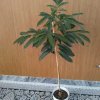 گل آمسترکینگ|گل و گیاه طبیعی|بجنورد, |دیوار