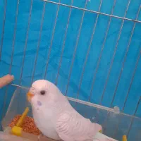 مرغ عشق|پرنده|آباده, |دیوار