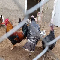 بوقلمون|حیوانات مزرعه|کهریزک, |دیوار