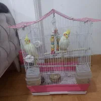 عروس هلندی نر ماده آماده جفت گیری  رام هستن باقفس