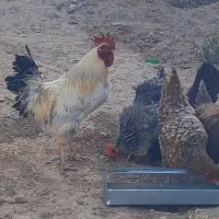 تعداد ۵ راس مرغ و خروس محلی.تخم گذار به شرط