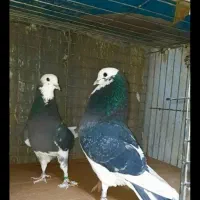 کفتر جوجه