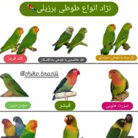 عروس قیمت مناسب|پرنده|ماهدشت, |دیوار
