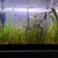 آکواریوم|ماهی|پیرانشهر, |دیوار