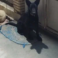 فروش یک سگ|سگ|بم, |دیوار