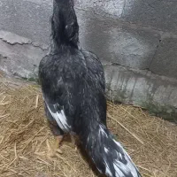 خروس لاری اصیل