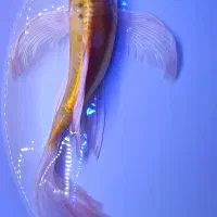 ماهی باترفلای کوی فول چرم