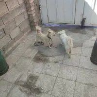 فروش دو عدد سگ پاکوتاه اشپیتز. خوشگل|سگ|جیرفت, |دیوار