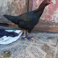 مرغ لاری|حیوانات مزرعه|خان ببین, |دیوار