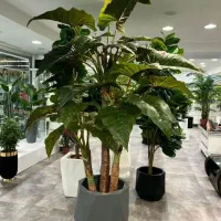 انواع درختچه و گل تزیینی و آویز|گل مصنوعی|ملایر, |دیوار