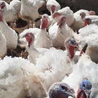 فروش بدون واسطه بوقلمون گوشتی|حیوانات مزرعه|بیرجند, |دیوار