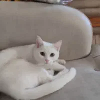 گربه ماده 7ماهه نژاد بریتیش