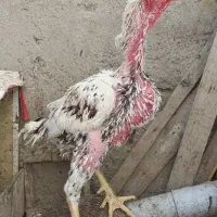 تخم مرغ لاری|حیوانات مزرعه|اردبیل, |دیوار