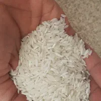 برنج فجر شمال