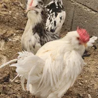 تخم نطفه دار جوجه گلین خالص|حیوانات مزرعه|یزد, |دیوار