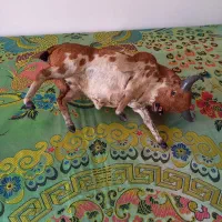 مجسمه گاو اسپانیایی ۱۰۰ ساله قدیمی آنتیک|کلکسیون اشیاء عتیقه|تهران, پاسداران|دیوار