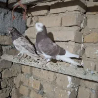 چنتایی کفتر غریب گیر دحات هستن کسی مشتری بود زنگ