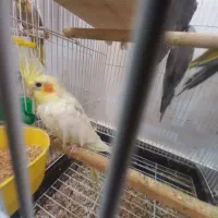 ۶عدد عروس هلندی جوان|پرنده|بندر انزلی, معلم|دیوار