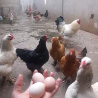 تخم نطفه دار برهما