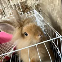 خرگوش لیون هد خارجی|موش و خرگوش|تبریز, |دیوار