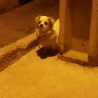 معاوضه سگ با چیزی که به کارم بیاد|سگ|سمنان, |دیوار