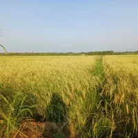 فروش زمین شالیزار (برنجکاری)