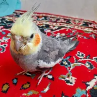 عروس هلندی نر سخنگو|پرنده|نیشابور, دارایی|دیوار