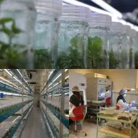 نهال اصلاح شده|خدمات باغبانی و درختکاری|اصفهان, باغ زیار|دیوار