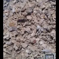 کود کبوتر