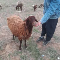 بره نر پای پروار(دامداری برادران اکبرپور)