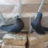 زاغ ابادانی