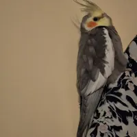 عروس هلندی گمشده
