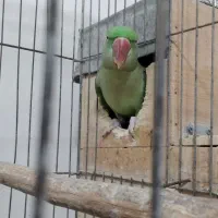 شاه طوطی مولد