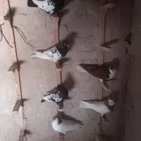 کفتر .کبوتر