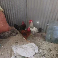 سه عدد خروس چاق ولی جوان جوان