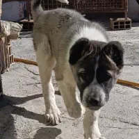 آلابای سراب