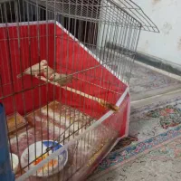 فنچ نرگسی شکلاتی|پرنده|شیراز, پودنک|دیوار