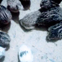 حیوانات خانگی عموحسن|اسباب‌بازی بچه|قائن, |دیوار