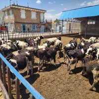 تهاتر ملک کارخانه دام دامداری چاه کشاورزی دام|فروش دفتر صنعتی، کشاورزی، تجاری|تهران, افسریه شمالی|دیوار