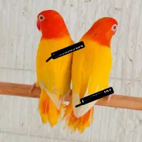 پرورش خانم اقامولد جوجه نرماده کوتوله عروس گرینچیک|پرنده|مشهد, آبکوه|دیوار