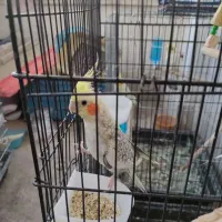 عروس و هلندی نرو ماده|پرنده|پردیس, فاز ۸|دیوار