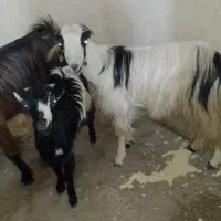 فروش دوعددبزویک عددتیشتر درناصری|حیوانات مزرعه|خورموج, |دیوار