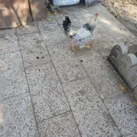 تعدادی خروس ومرغ لاری تازه به تخم اومدن