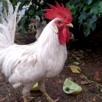 خروس