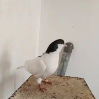 ساده نر|پرنده|شاهرود, |دیوار