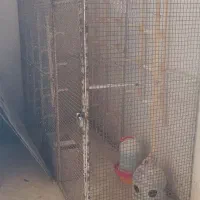 قفس اهنی|لوازم جانبی حیوانات|کازرون, |دیوار